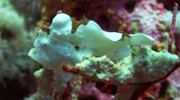 White Frogfish