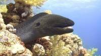 Red Sea Moray