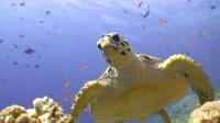 Red Sea Turtle